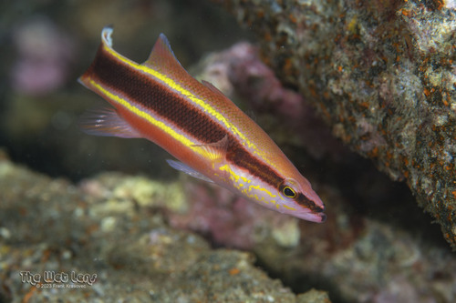 ภาพ ปลากะรังจิ๋ว eukrines (Liopropoma eukrines)
