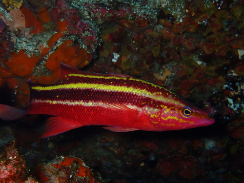 ภาพ ปลากะรังจิ๋ว fasciatum (Liopropoma fasciatum)