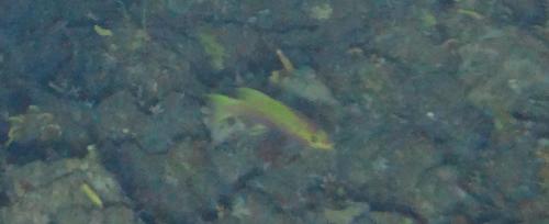 ภาพ ปลากะรังจิ๋ว lunulatum (Liopropoma lunulatum)