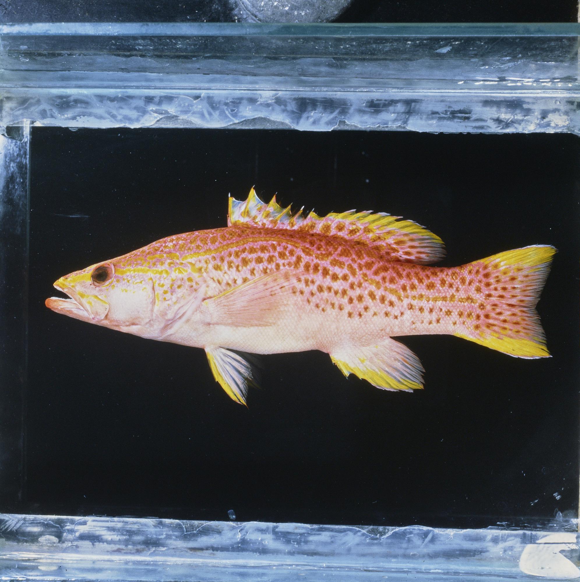 ภาพ ปลากะรังจิ๋ว maculatum (Liopropoma maculatum)