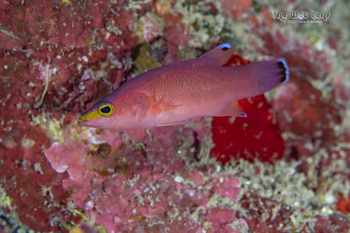 ภาพ ปลากะรังจิ๋ว mowbrayi (Liopropoma mowbrayi)