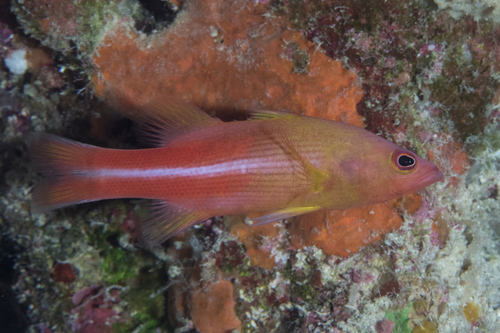 ภาพ ปลากะรังจิ๋วลายเส้น (Liopropoma multilineatum)