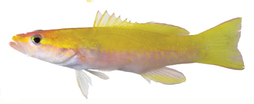 ภาพ ปลากะรังจิ๋วเหลืองลายจุดทอง (Liopropoma olneyi)
