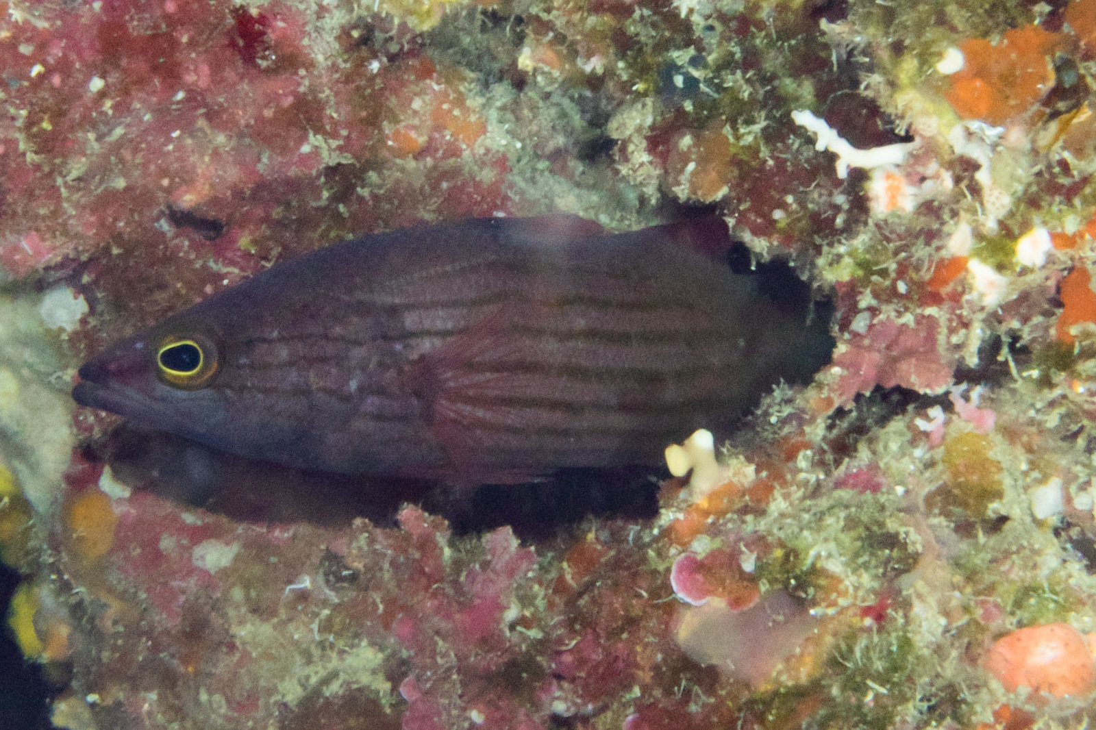 ภาพ ปลากะรังจิ๋วแนวปะการัง (Liopropoma susumi)