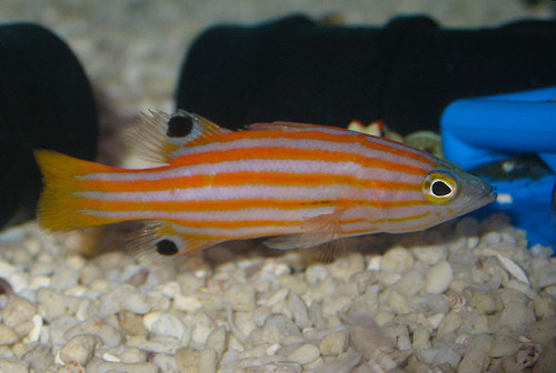 ภาพ ปลากะรังจิ๋วส้มลายเส้นแนวปะการัง (Liopropoma swalesi)