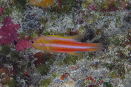 ภาพ ปลากะรังจิ๋ว tonstrinum (Liopropoma tonstrinum)