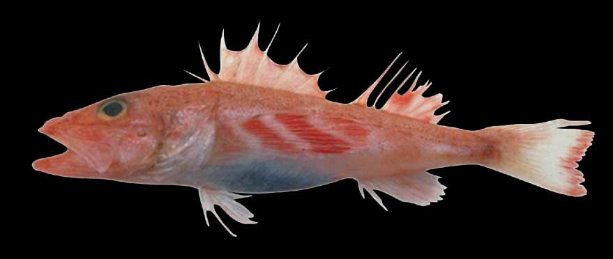 ภาพ ปลา trifasciatus (Lioscorpius trifasciatus)
