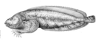 ภาพ ปลา agassizii (Liparis agassizii)
