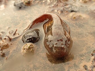 ภาพ ปลา atlanticus (Liparis atlanticus)