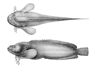 ภาพ ปลา callyodon (Liparis callyodon)