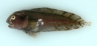 ภาพ ปลา fabricii (Liparis fabricii)