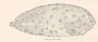 ภาพ ปลา gibbus (Liparis gibbus)