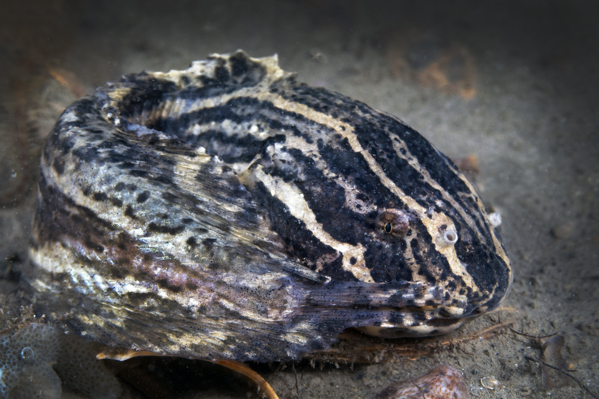 ภาพ ปลา liparis (Liparis liparis)
