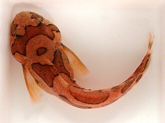 ภาพ ปลา marmoratus (Liparis marmoratus)