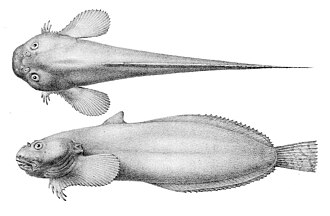 ภาพ ปลา mucosus (Liparis mucosus)