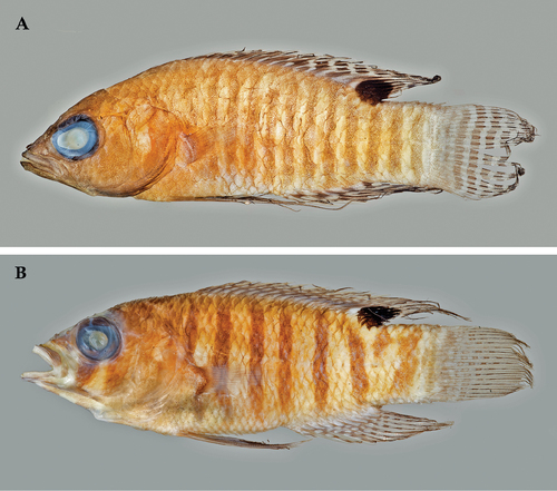 ภาพ ปลาแกรมม่าน้ำเงินลายจุด (Lipogramma barrettorum)