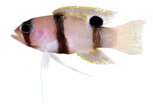 ภาพ ปลาแกรมม่าลายบั้ง (Lipogramma evides)