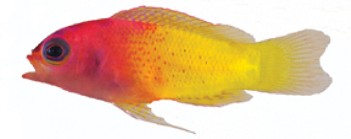 ภาพ ปลาแกรมม่าสองสี (Lipogramma klayi)