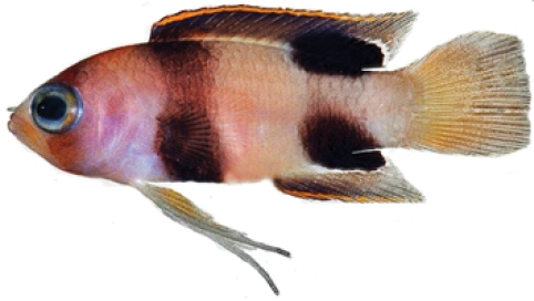 ภาพ ปลาแกรมม่า levinsoni (Lipogramma levinsoni)