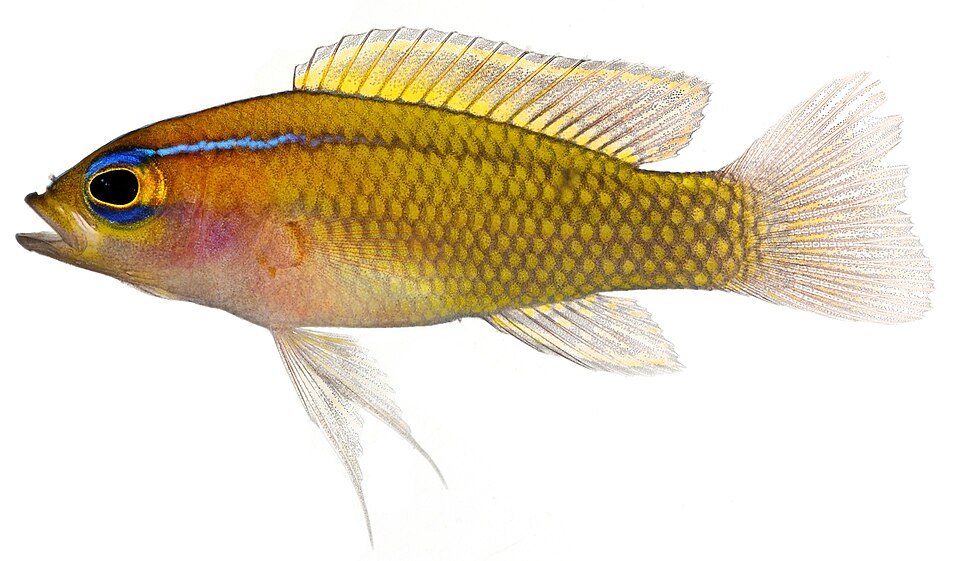 ภาพ ปลาแกรมม่า trilineata (Lipogramma trilineata)