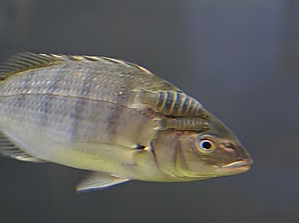ภาพ ปลา aureti (Lithognathus aureti)