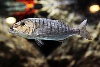 ภาพ ปลา mormyrus (Lithognathus mormyrus)
