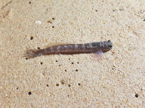 ภาพ ปลาตั๊กแตนหิน fowleri (Litobranchus fowleri)