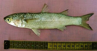 ภาพ ปลา carinata (Liza carinata)