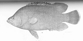 ภาพ ปลา pacificus (Lobotes pacificus)