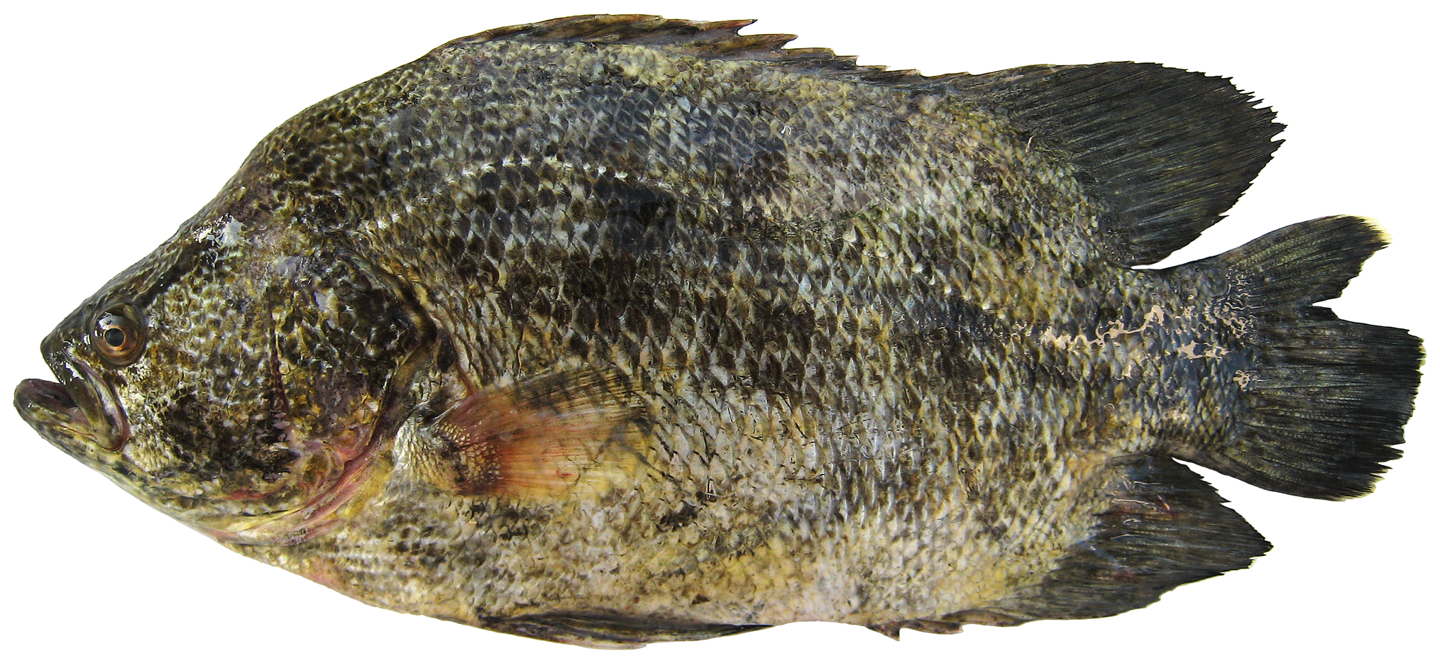 ภาพ ปลา surinamensis (Lobotes surinamensis)