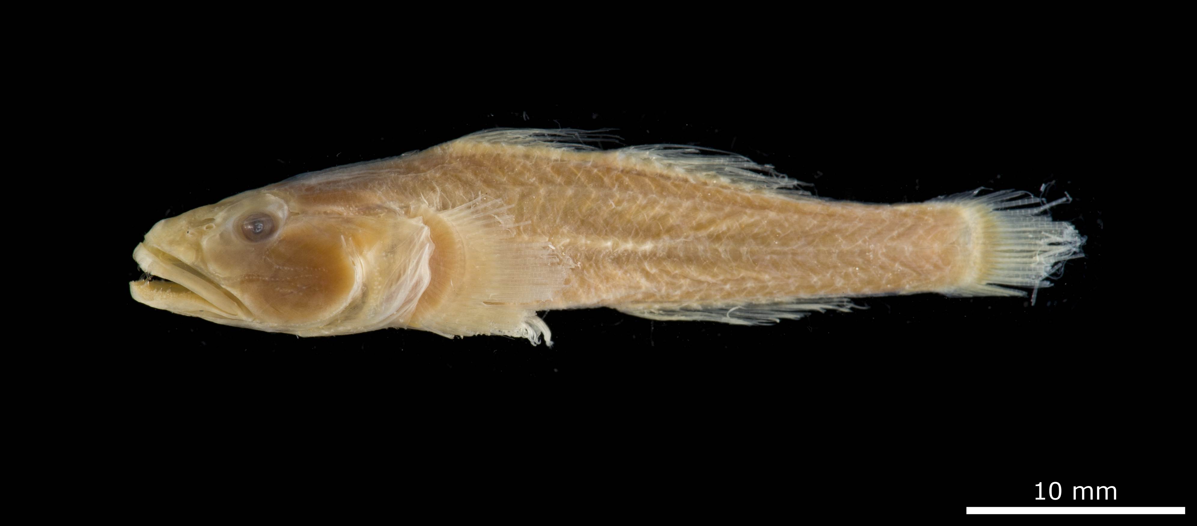 ภาพ ปลาบู่ยักษ์บู่ (Lobulogobius omanensis)