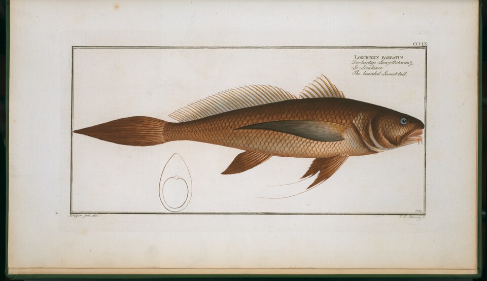 ภาพ ปลาจวดจีน (Lonchurus lanceolatus)