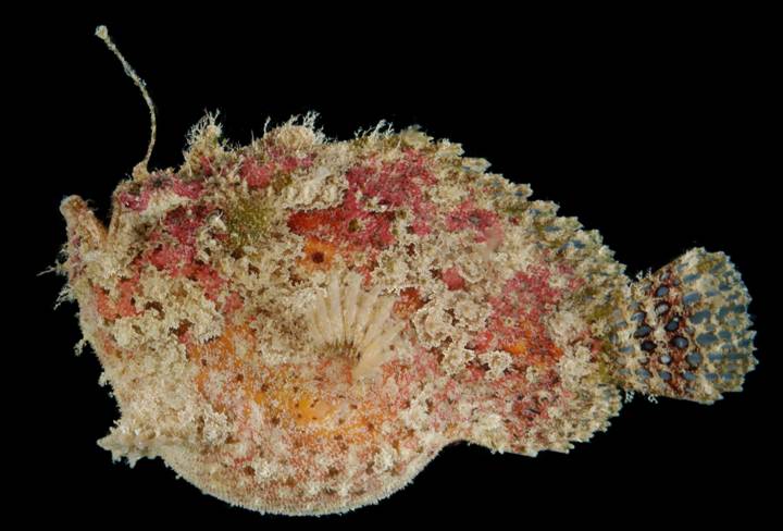 ภาพ ปลากบ lithinostomus (Lophiocharon lithinostomus)