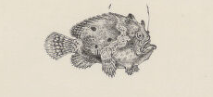 ภาพ ปลากบ trisignatus (Lophiocharon trisignatus)