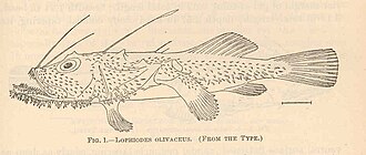 ภาพ ปลา mutilus (Lophiodes mutilus)