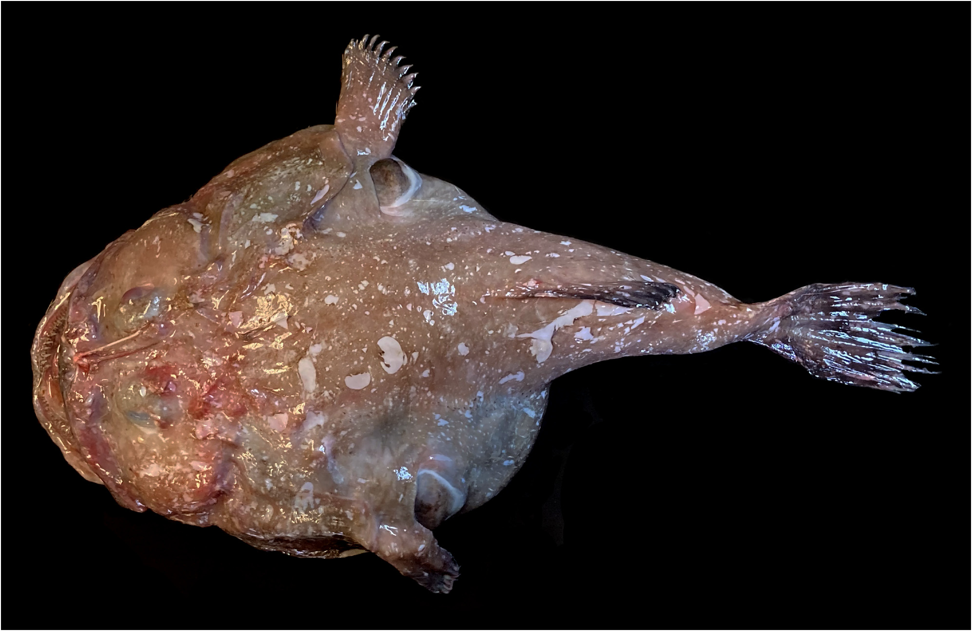 ภาพ ปลา triradiatus (Lophiodes triradiatus)