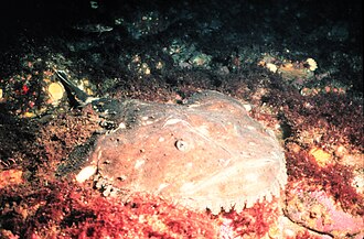 ภาพ ปลา americanus (Lophius americanus)