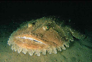 ภาพ ปลา budegassa (Lophius budegassa)