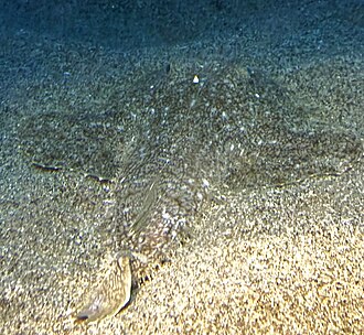 ภาพ ปลา litulon (Lophius litulon)