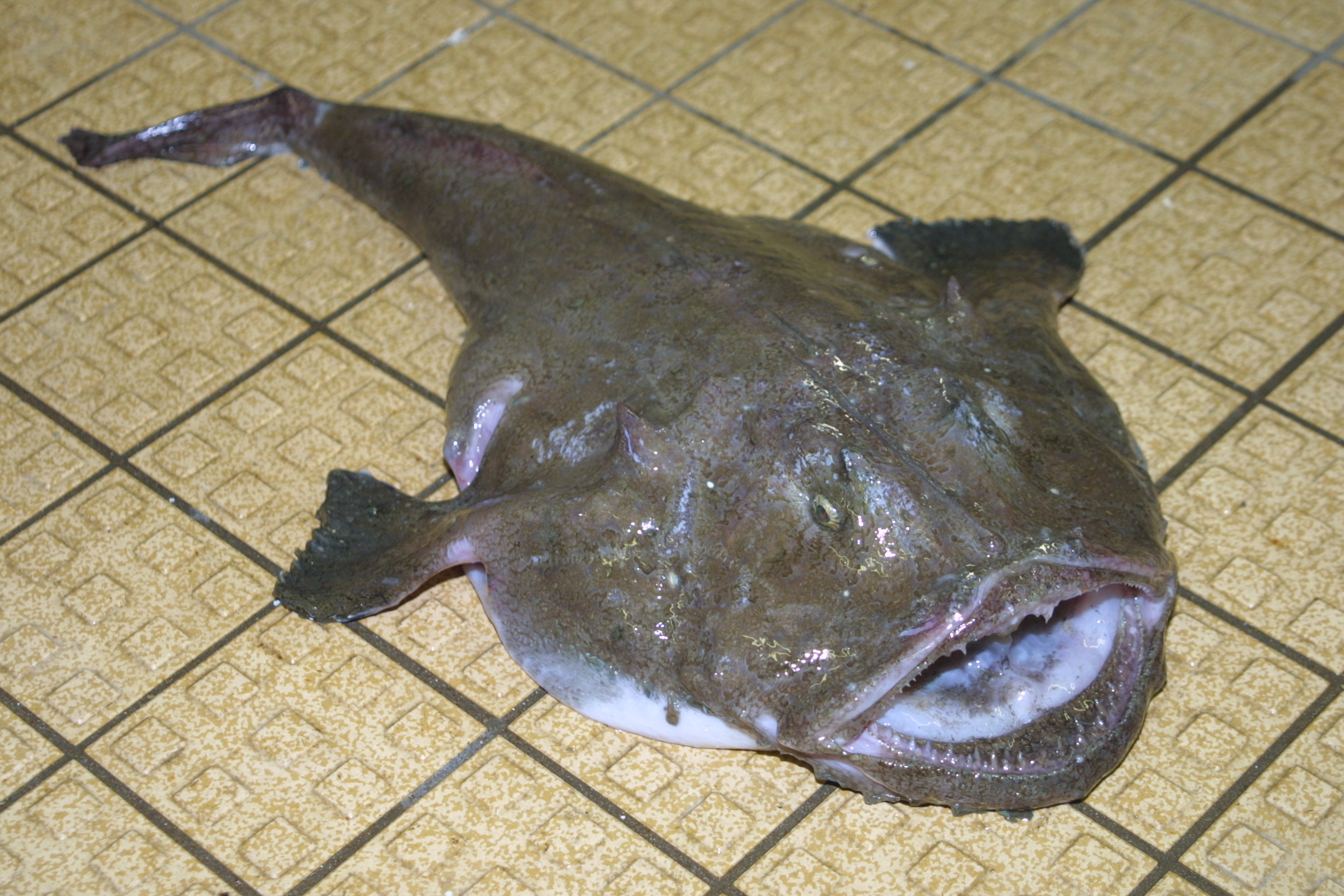 ภาพ ปลา piscatorius (Lophius piscatorius)