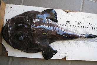 ภาพ ปลา vomerinus (Lophius vomerinus)