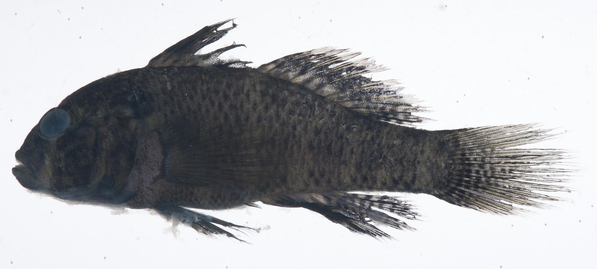 ภาพ ปลาบู่ bleekeri (Lophogobius bleekeri)