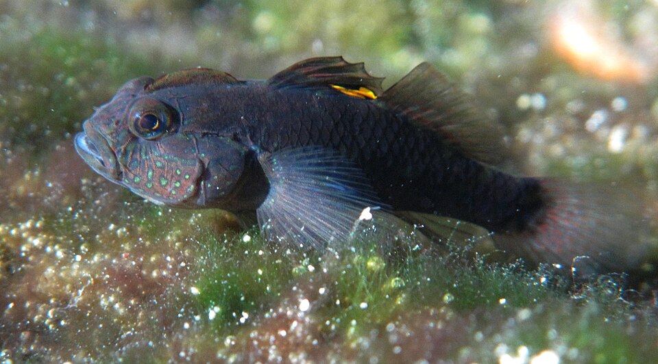 ภาพ ปลาบู่แอตแลนติกมีหงอนบู่ (Lophogobius cyprinoides)
