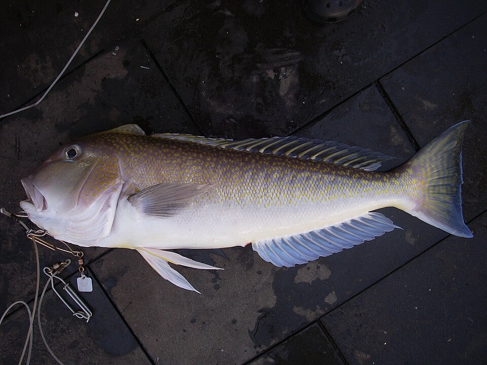 ภาพ ปลาไทล์ฟิชทอง (Lopholatilus chamaeleonticeps)