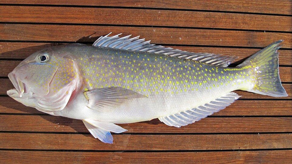 ภาพ ปลาไทล์ฟิชบราซิลยักษ์ (Lopholatilus villarii)