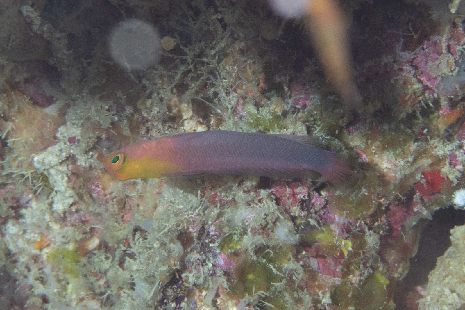 ภาพ ปลาดอตตี้แบ็ค multisquamatus (Lubbockichthys multisquamatus)