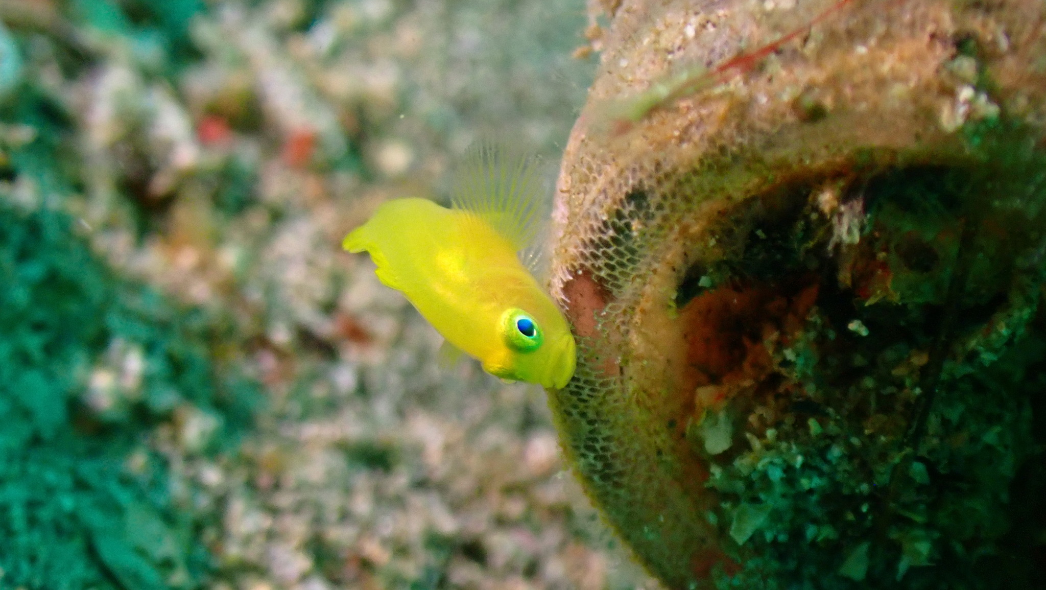 ภาพ ปลาบู่เหลือง (Lubricogobius exiguus)