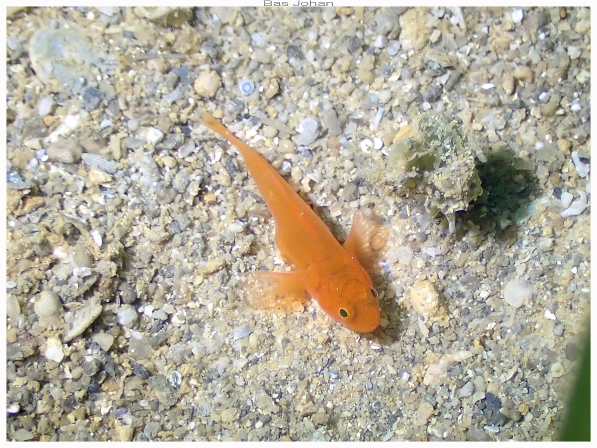 ภาพ ปลาบู่ทองบู่ (Lubricogobius ornatus)