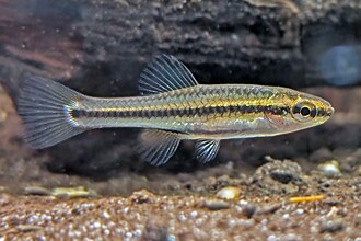 ภาพ ปลา goodei (Lucania goodei)