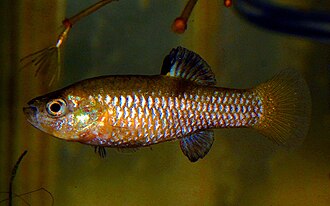ภาพ ปลา interioris (Lucania interioris)